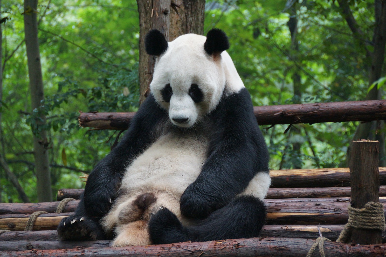 Chengdu 4 Day Highlight Tour
