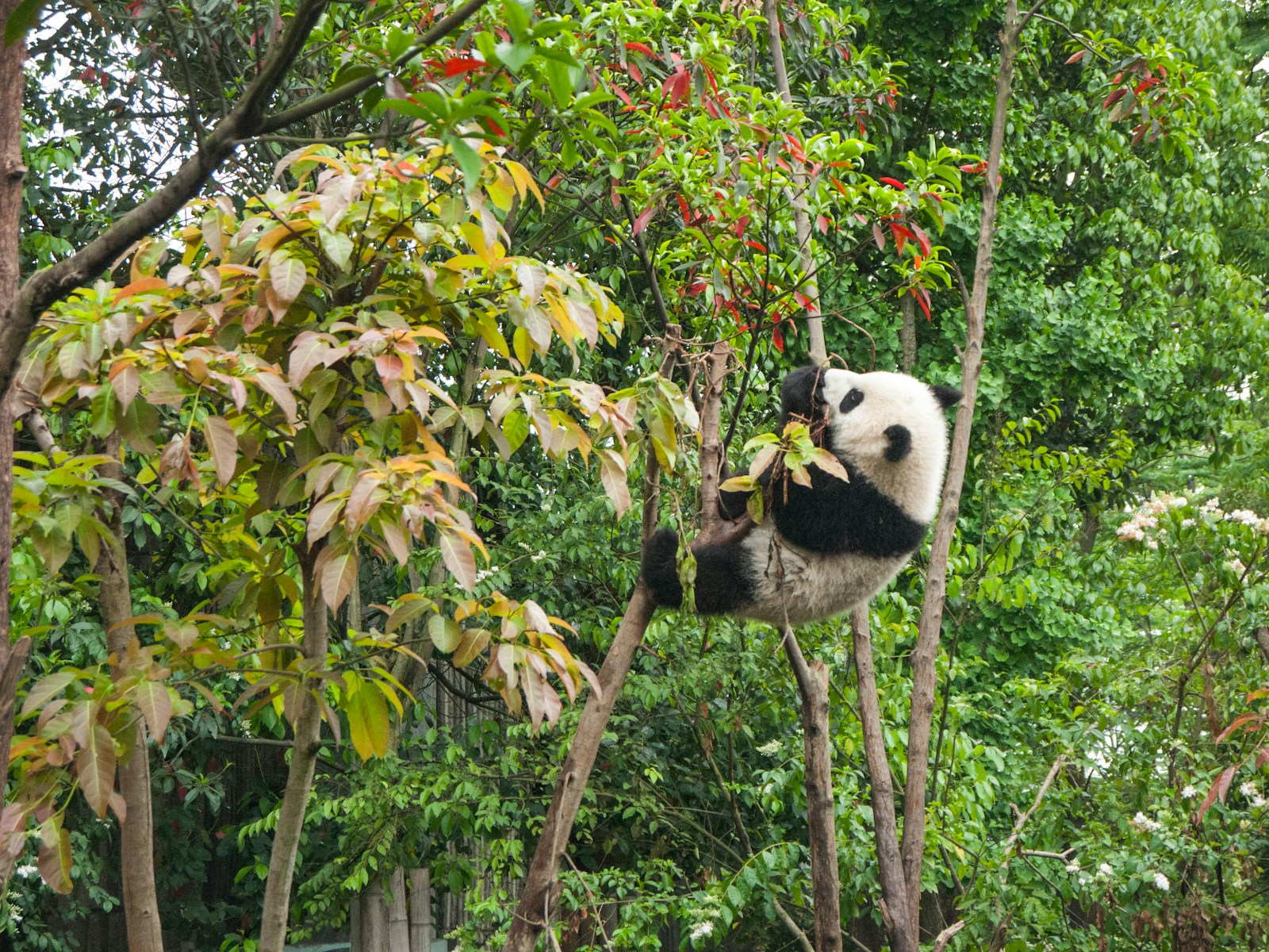 Chengdu Jiuzhaigou 4 Day Tour
