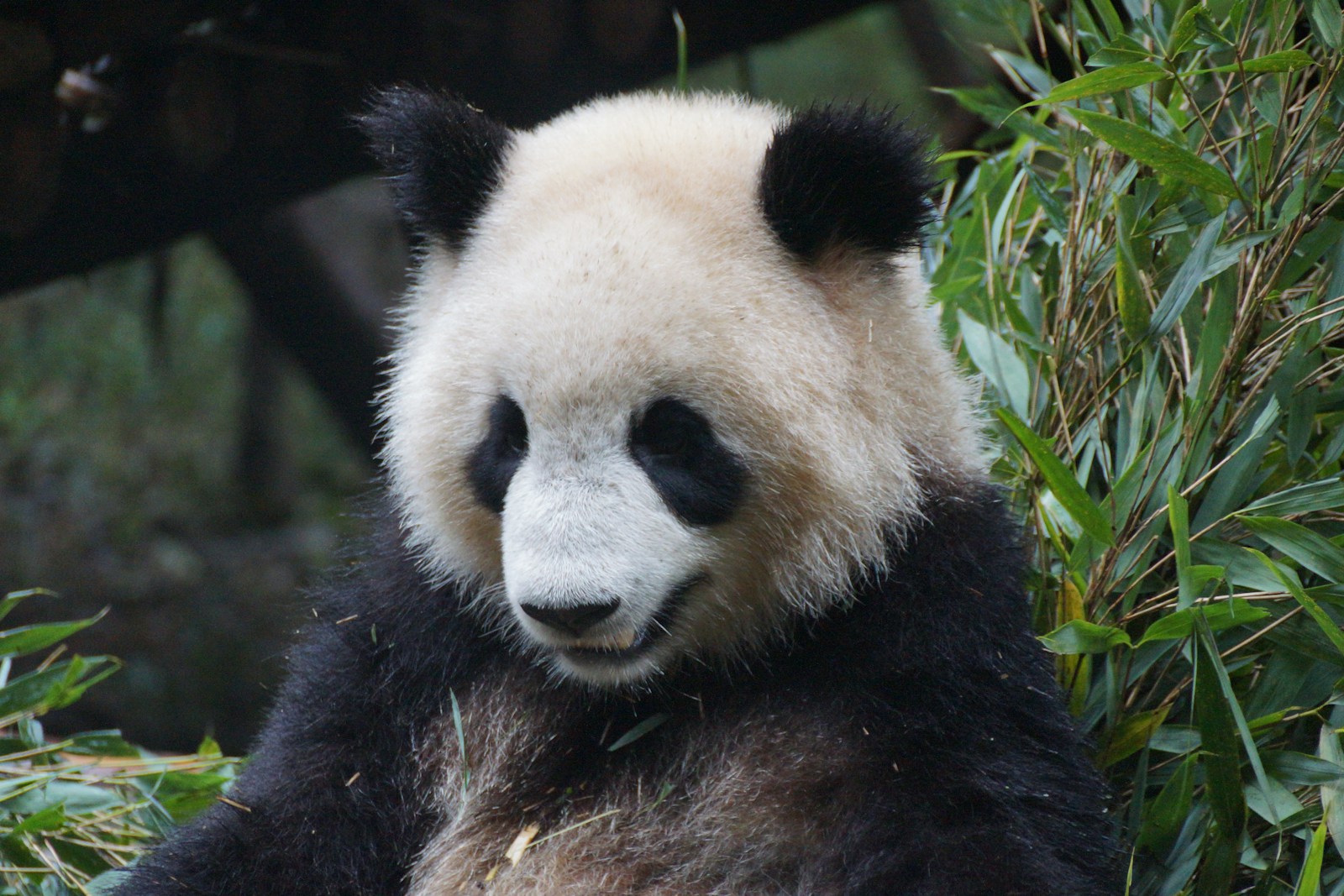 Chengdu Lhasa 5 Day Tour