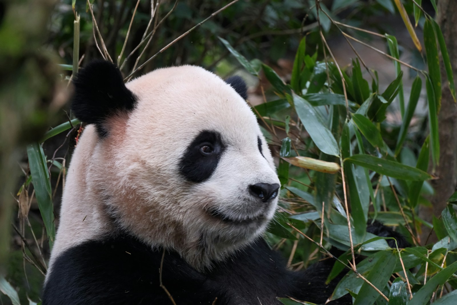 Chengdu 2 Day Excursion Tour with Hotel