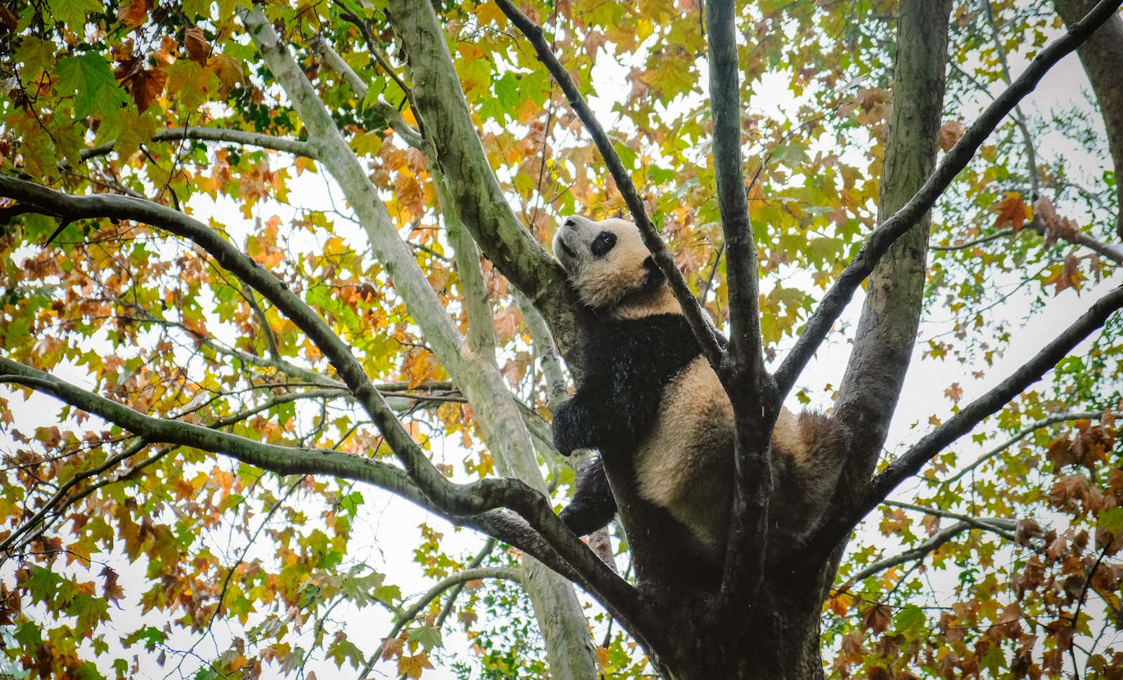 5 Day Chengdu Jiuzhaigou Huanglong Tour