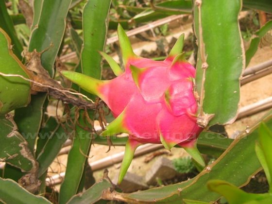 A Dragon fruit Greenhouse