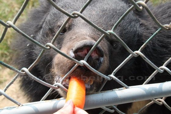 A bear is eating a carrot offered by one of the vistors onboard.