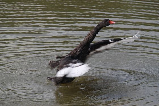 A black swan is starting to fly