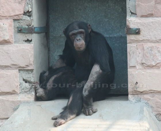A chimpanzee is looking at us.