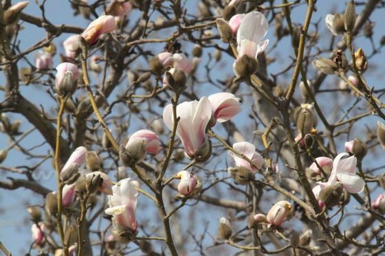 A closer look at the blooming Yulan Magnolia tree