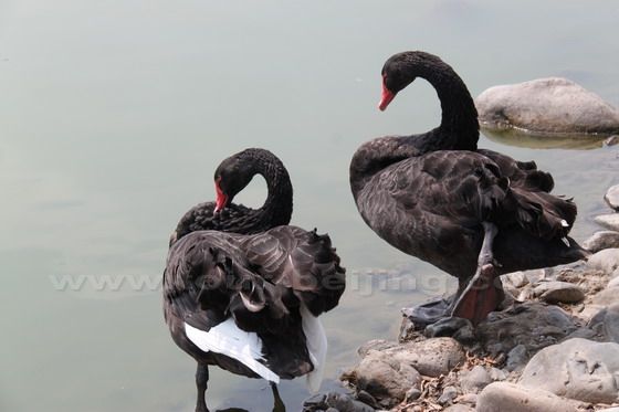 A couple of black swans