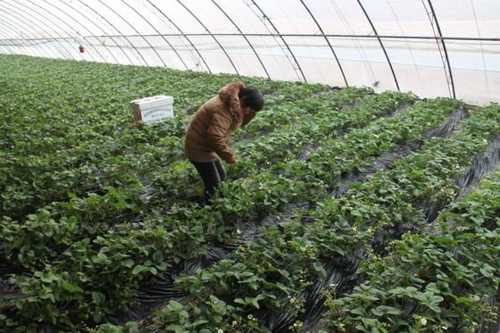 A farm worker is cultivating the strawberry raised beds.