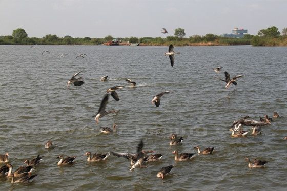 A great number of ducks are playing on the lake