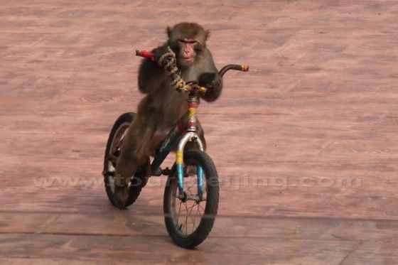 A monkey is riding a bike.