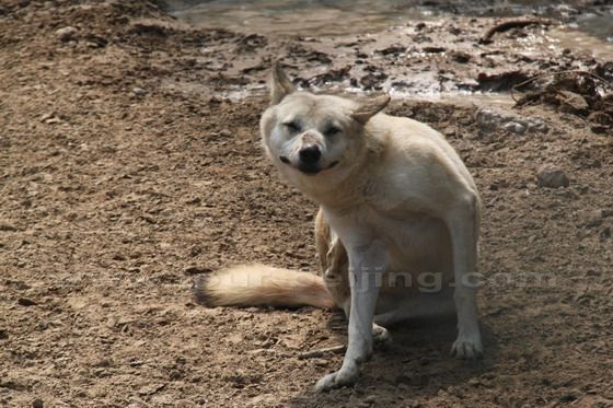 A smiling wolf