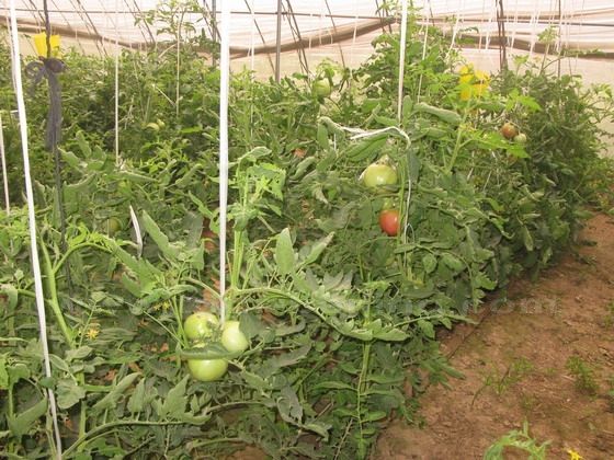 A tomato greenhouse