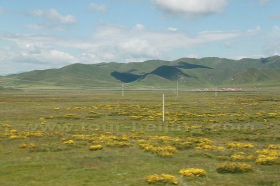 Again white clouds, blue sky, green alpine meadows and grassland wildflowers.