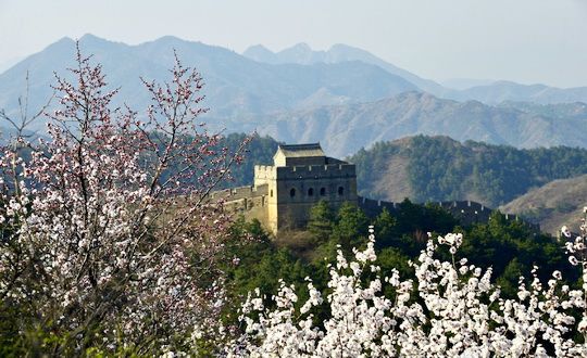 Apricot Blossoms at Jinshanling Great Wall