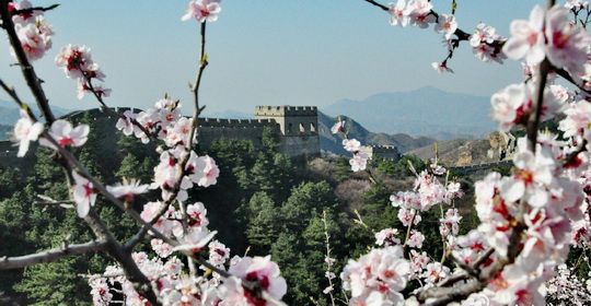 Apricot Blossoms at Jinshanling Great Wall