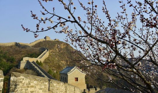 Apricot Blossoms at Jinshanling Great Wall