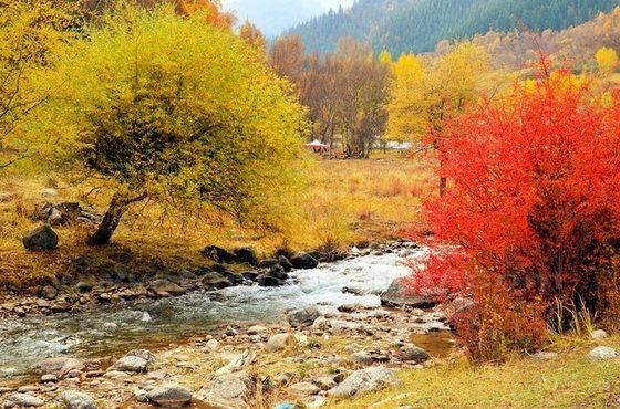 Best Place to See Autumn Leaves in Qinghai