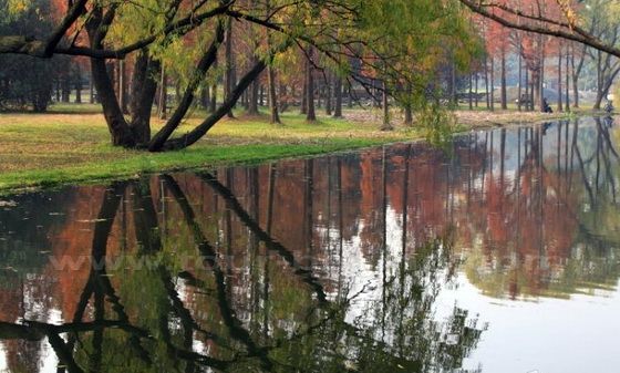Autumn Color at Shanghai Gongqing National Forest Park
