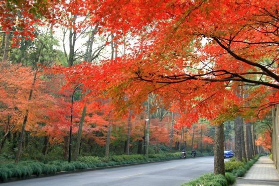 Red and Yellow Leaves along Lingyin Road 
