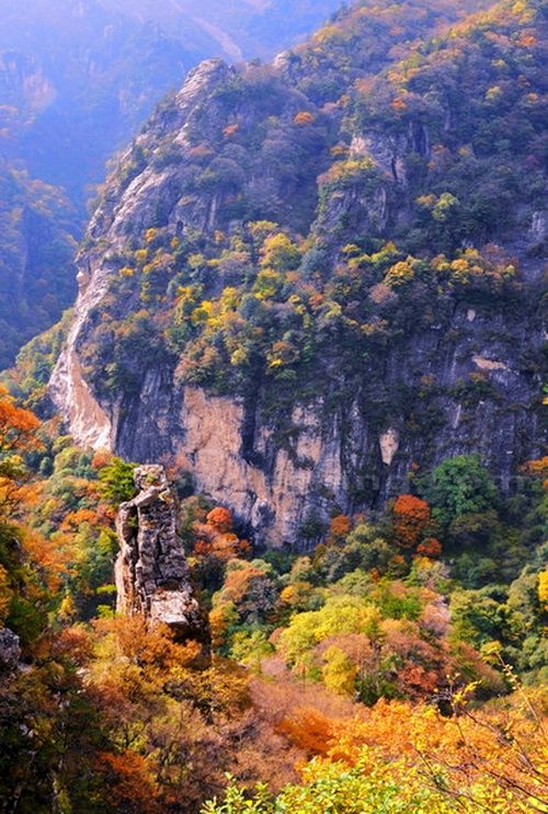 Autumn Red Leaves at Niubeiliang National Forest Park