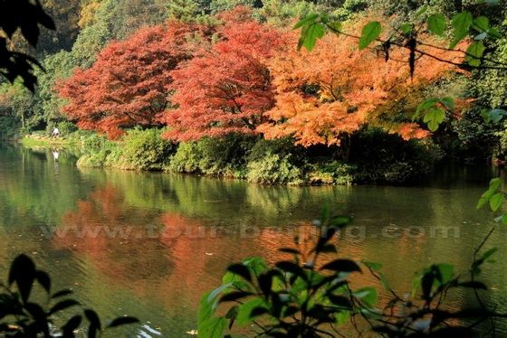 Autumn View at Nine Creeks in Misty Forest 