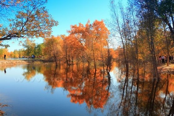 Autumn hues at Jinta Poplar Tree Forest 