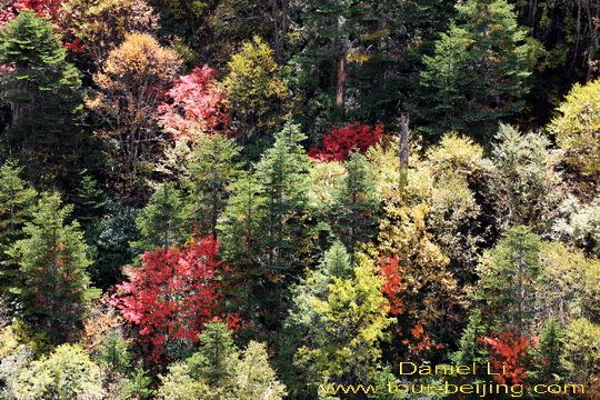 Baima Snow Mountain Autumn Hues