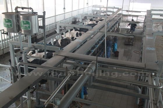Beijing Green Yard Dairy has its own automatic milking plant.