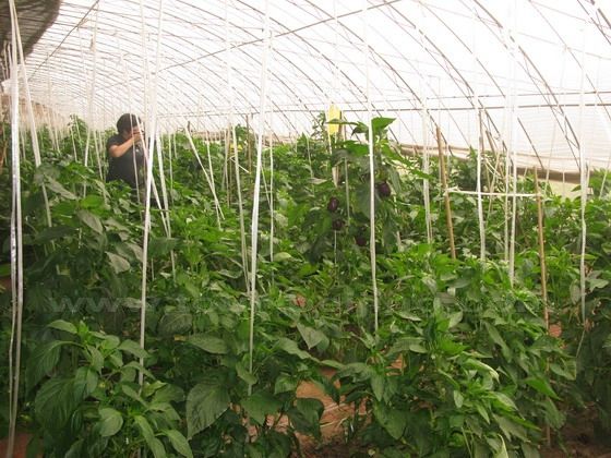 Bell peppers greenhouse