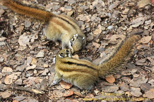 Bita Lake squirrels
