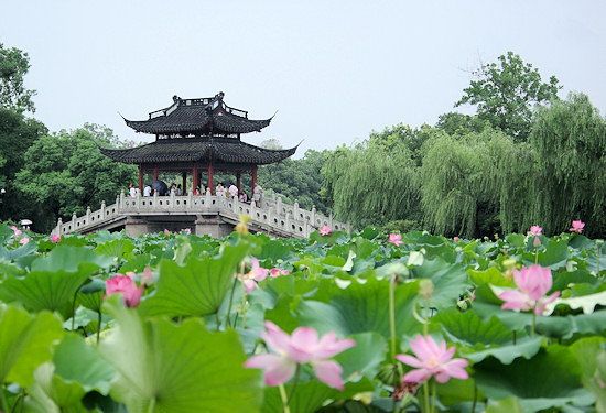 Breeze-ruffled Lotus at Crooked Courtyard