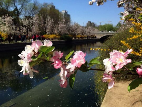 Chinese Flowering Crabapples at Yuan Dynasty Wall Relics Park