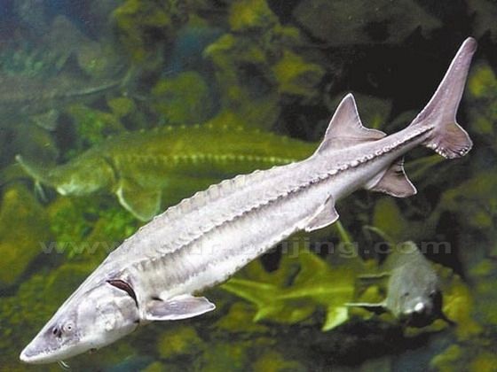 Chinese Sturgeon Museum