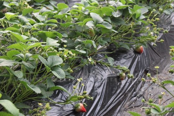 Covered with plastic to prevent weed growth and erosion, the strawberry flowers and baby strawberries.