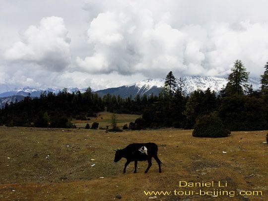 Daocheng