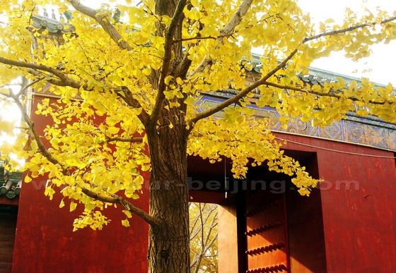 Autumn Ditan 4