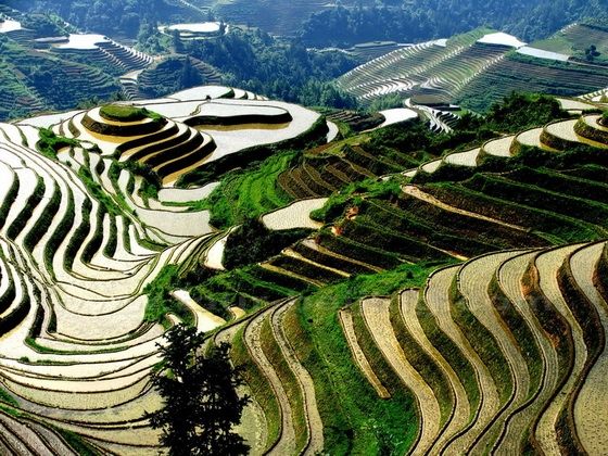 Dragon's Backbone Rice Terrace 