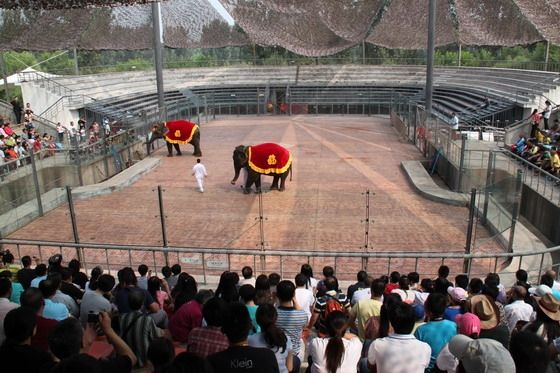 Elephants act in a smart way.
