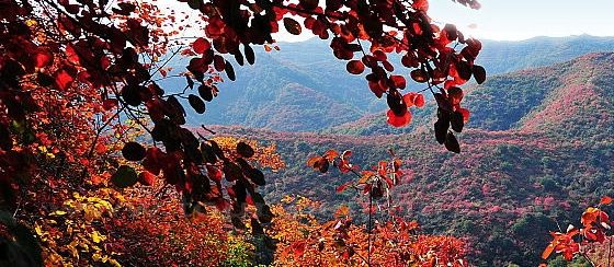 Fall Foliage at Hancheng