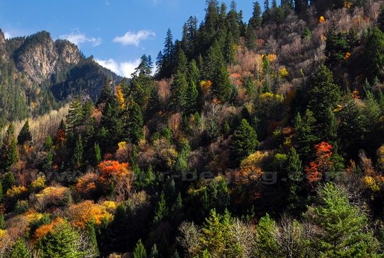 Fall Foliage at Heishui 