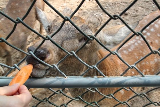 Feeding a deer.
