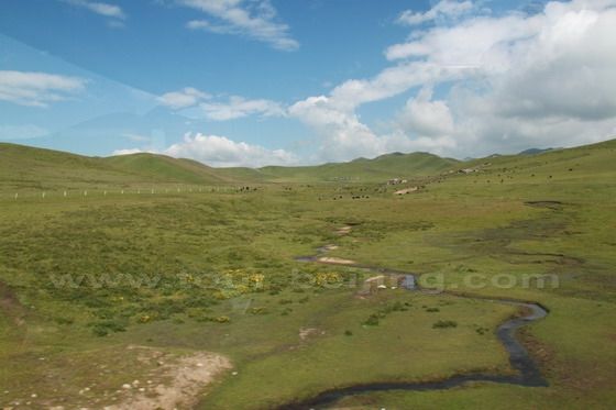 Fertile Grassland