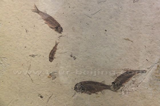 Fish Fossil
