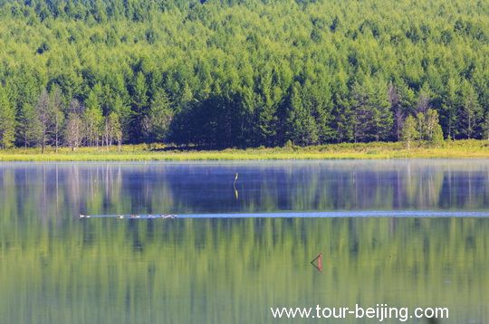 Wild ducks are cruising on the water surfaces, leaving a long tail of water trail. 
