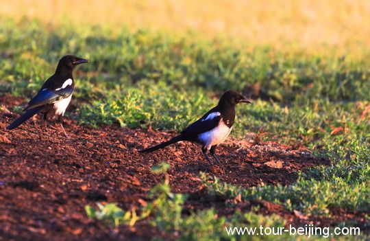 Early Birds in the sunrise glow