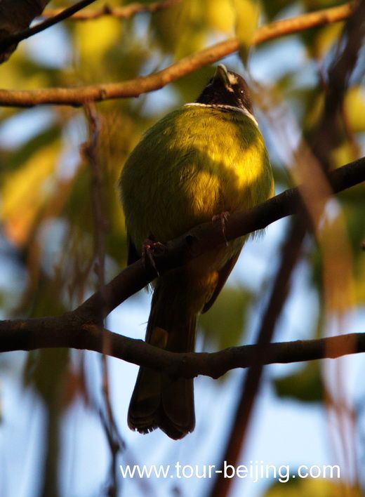 Collared finchbills in Hangzhou