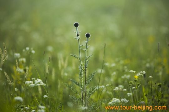 Shiooting Wild Flowers on Wulanbutong Grassland