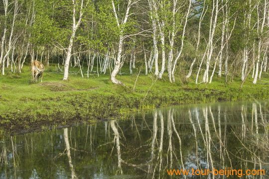 Birch Trees Growing on water edges