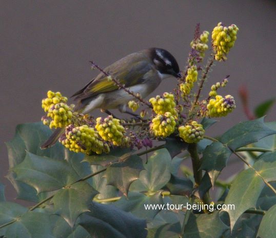 Chinese bulbuls eating flower petals