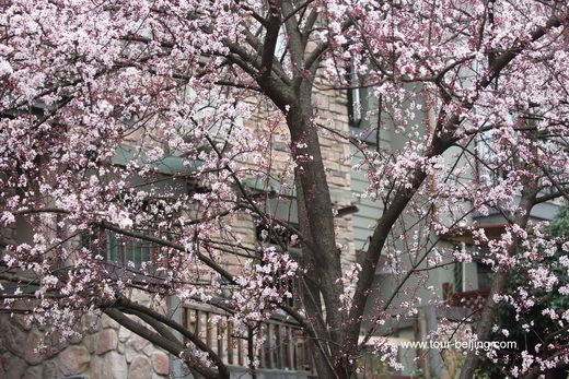 A tree of white flowers like the flying snow